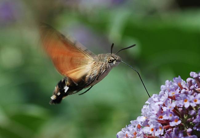 Kolibrivlinder