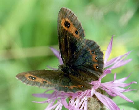 Zomererebia